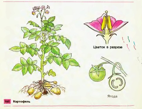 Картофель