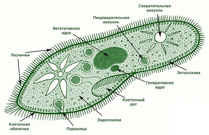 Реферат: Простейшие