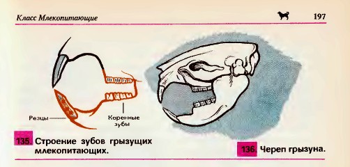 Строение зубов, череп