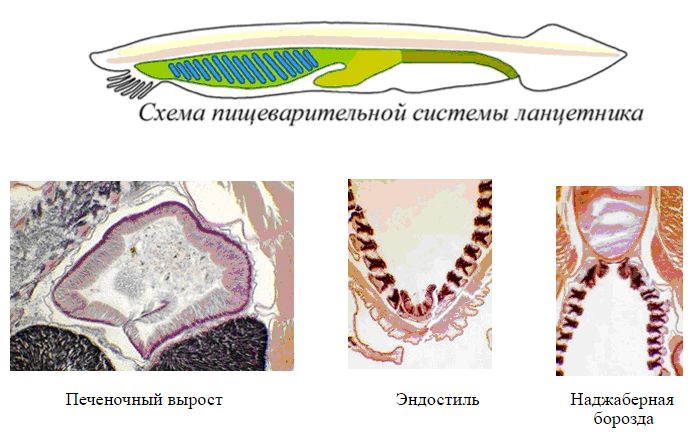ланцетник