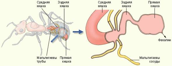 Мальпігієві тільця комах.
