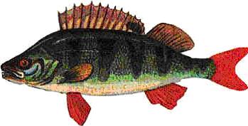 Biol-8-34-kon1.jpg