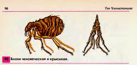 Блохи