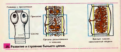 Бычий цепень