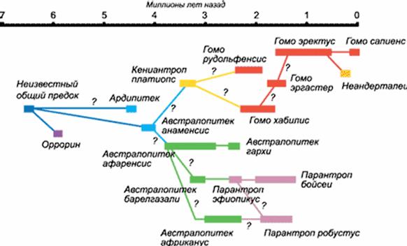 эволюционное дерево человека