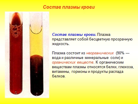 плазма крови