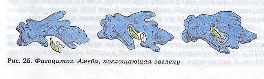 Фагоцитоз