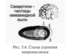 строение микропылинок
