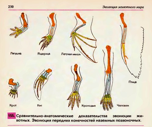 Сравнительно-анатомические доказательства эволюции.