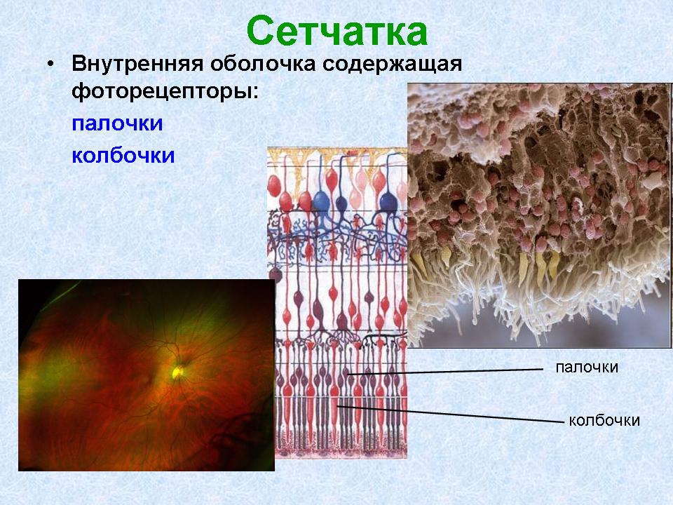 строение сетчатки. фото