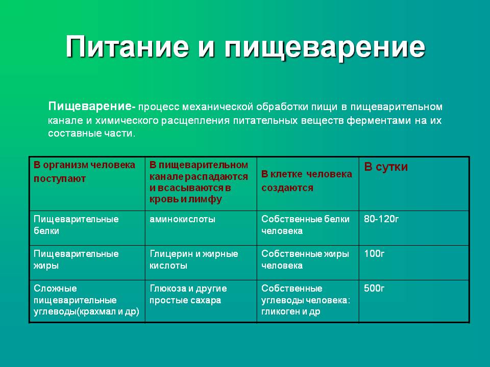 Пищеварение