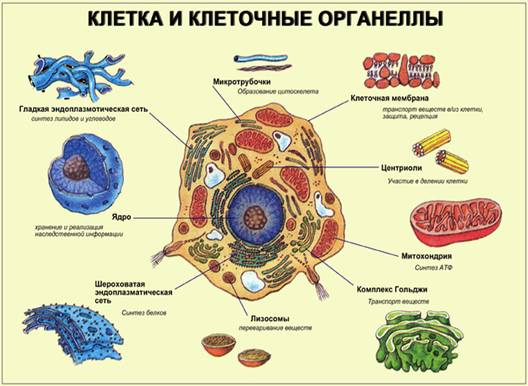 Клітина та клітинні органелли
