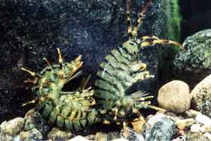 Еулімногаммарус бородавчатий (Eulimnogammarus verrucosus)