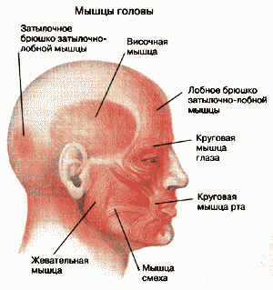 Bior8 14 3.gif