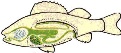 Biol-8-34-kon2.jpg
