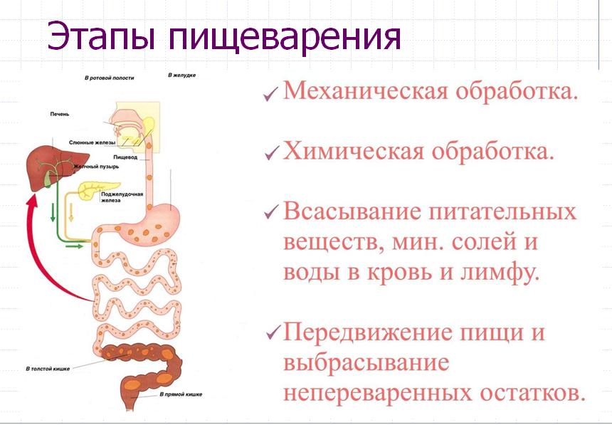 Этапы пищеварения