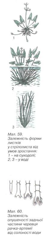 Форми листка