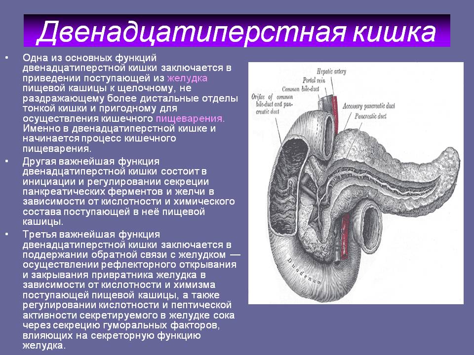 Двенадцатиперстная кишка.