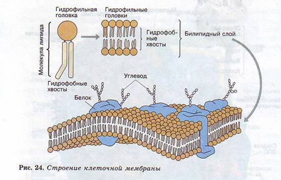 Клеточная мембрана