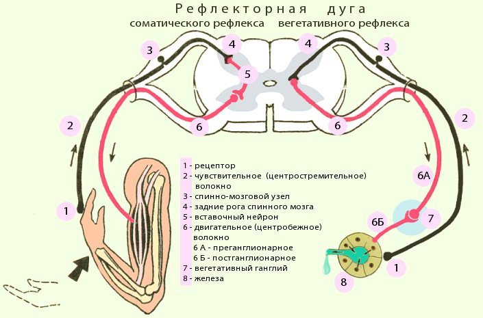 рефлекторная дуга. фото