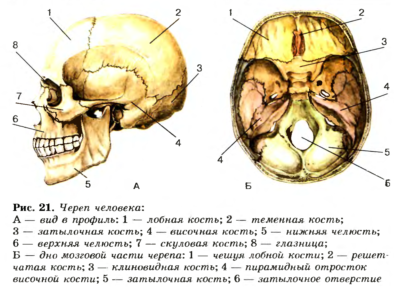 Череп человека