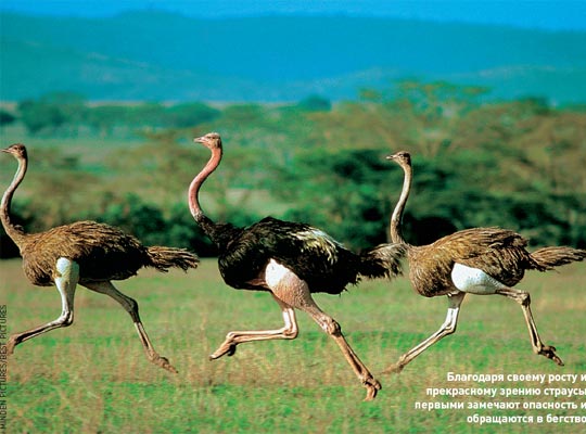 Африканський страус