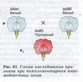 Взаимодействие неаллельных генов