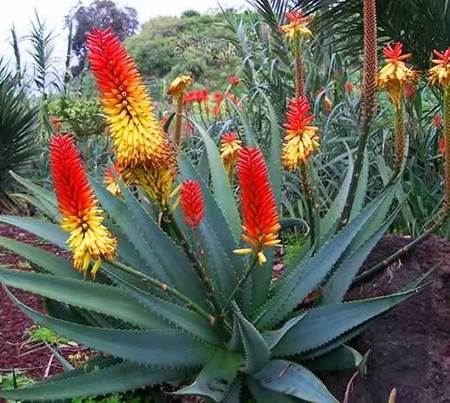 Aloe afric.jpeg