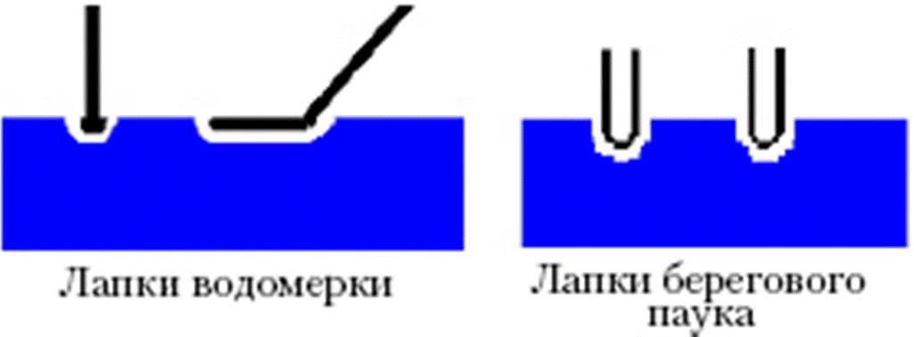насекомые