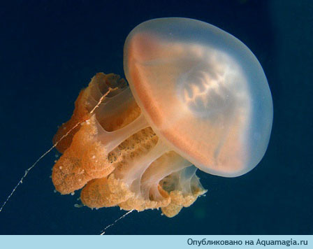 Meduza t33.jpg