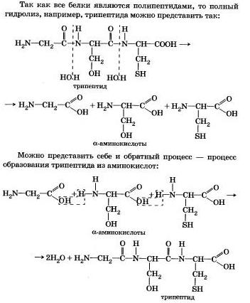 Гидролиз