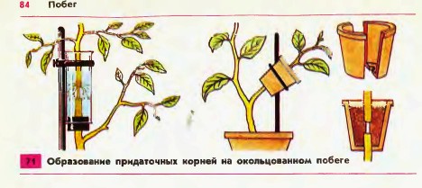 Побег