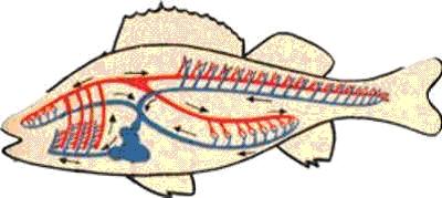 Biol-8-34-kon4.jpg