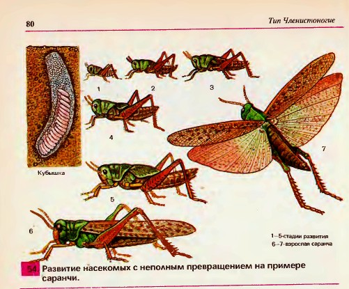 Развитие с неполным превращением.