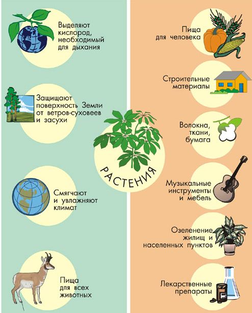 Ботаніка