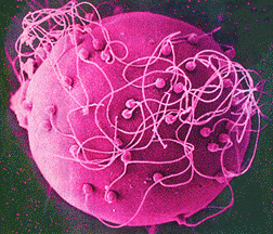 Файл:Bio8 6 4.gif