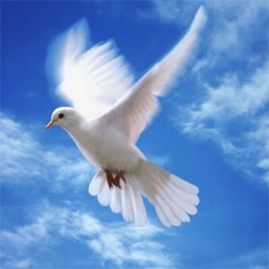 Dove 2.jpg