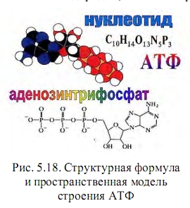 атф строение