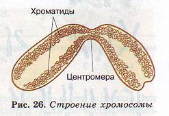 Хромосома