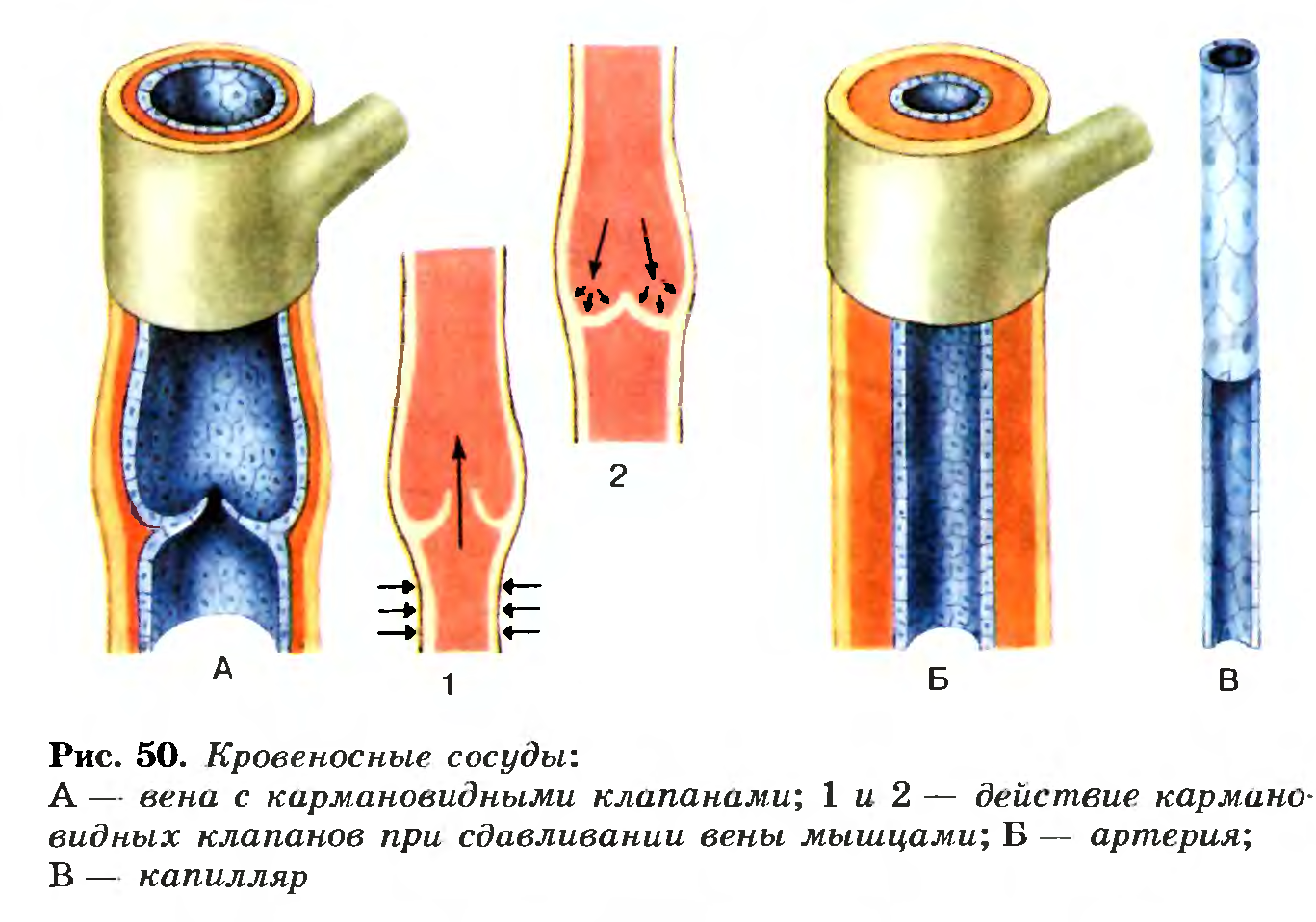 Кровеносные сосуды