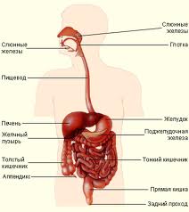 Пищеварительная система человека