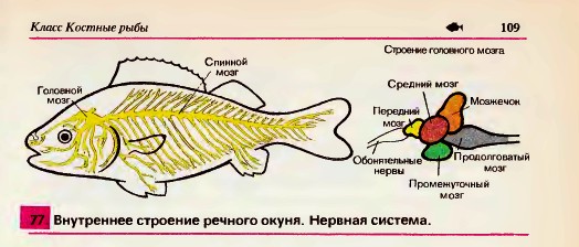 Внутреннее строение окуня