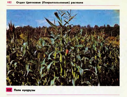 Поле кукурузы