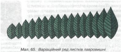 Варіаційний ряд листків