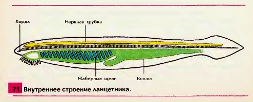 Строение ланцетника