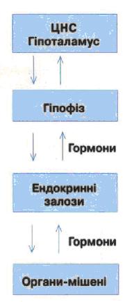 Схема дії гіпоталамо-гіпофізарної системи