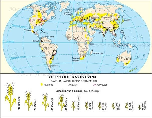 Зернові культури