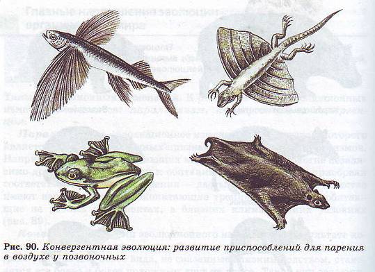 Конвергентная эволюция