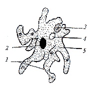 Odno2.jpg