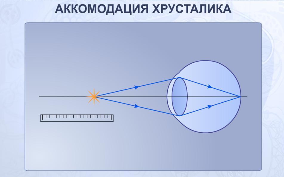 аккомодация хрусталика. фото